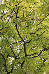 In einer Baumkrone leuchten an einem großen Baum viele grüne Blätter im Gegenlicht in der Sonne wie ein grafisches Muster