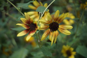 Bells are ringing, people singing
Rice is throwin', flower bringing