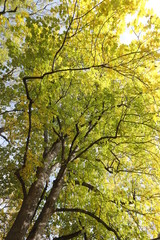 Die Sonne leuchtet durch die frischen grünen Blätter von einem grossen Baum im Frühling aus der...