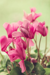 beautiful pink flowers in the garden with spring bokeh background