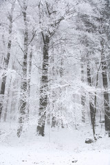 Branches of trees covered in snow on a cold, winter day in Bavaria, Germany