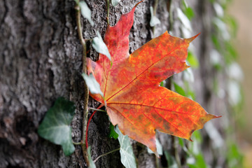 Im Herbst hängt ein einzelnes buntes Blatt in Rot Orange im Vordergrund an einem Baum umrankt von Efeu als Close up