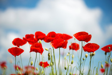 Fototapeta premium Kwiaty Czerwone maki kwitną na dzikim polu. Piękne polne czerwone maki z selektywną ostrością. miękkie światło. Leki naturalne. Polana czerwonych maków. Samotny mak. Nieostrość - rozmycie obrazu