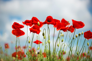 Obraz premium Flowers Red poppies blossom on wild field. Beautiful field red poppies with selective focus. soft light. Natural drugs. Glade of red poppies. Lonely poppy. Soft focus blur - Image