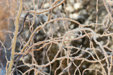 Winter twisting twigs in hoarfrost and snow