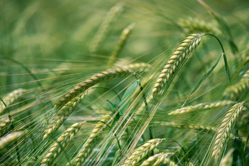 Barley grain is used for flour, barley bread, barley beer, some whiskeys, some vodkas, and animal...