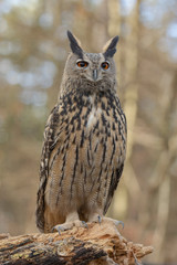 Portrait de hibou grand duc