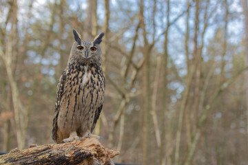 Portrait de hibou grand duc