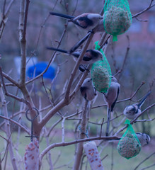 Schwanzmeisen am Meisenknödel
