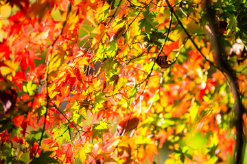 秋のもみじ　Japanese maple leaf