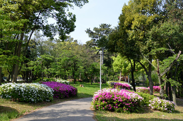 遊歩道沿いのツツジが満開になっている公園の風景