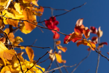 Colored leaves on a tree in the autumn sun.