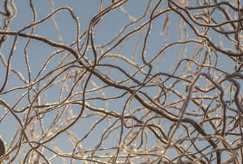Winter twisting twigs in hoarfrost against the sky