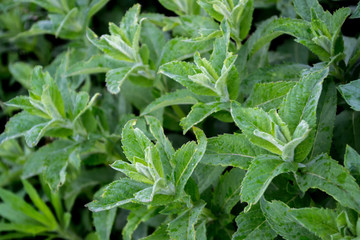 Green background with different types of mint. Green thick plant background.