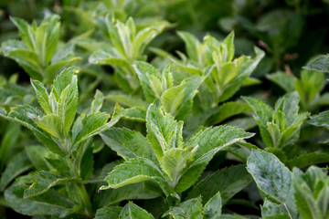 Green background with different types of mint. Green thick plant background.