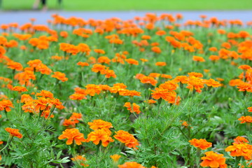 ฺฺBeautiful orange marigold flower in the garden. Marigold background or tagetes card.