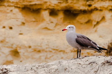 seagull infant of a brown background