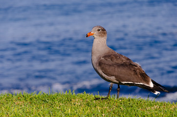 seagull on the grass