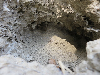 Nido di vespe