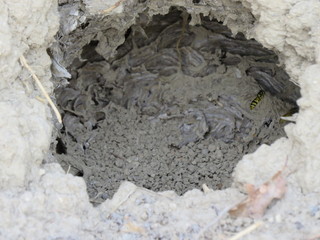 Nido di vespe