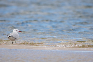 Gaviota picofina con un anzuelo clavado en la Playa Can Comes, Gerona, Cataluña