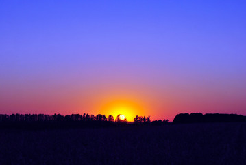 Beautiful sunset, purple-pink sky with golden sun, black trees silhouettes on horizon