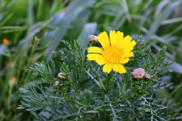 margherita  © DavidStassi