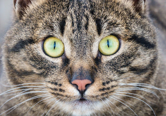 cat with yellow eyes