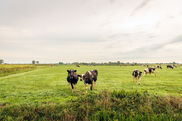 Cows in the foreground in a meadow curiously looking at the photographer. In front of the cows is a thin electric wire. In the background is the edge of a small Dutch village.
