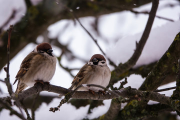the conversation of two sparrows on a branch