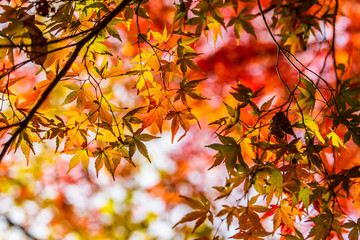 秋のもみじ　Japanese maple leaf