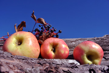 Wild grapes branch with ripe berries and dry leaves, yellow-pink apples on old wooden fence, blue bright sky background