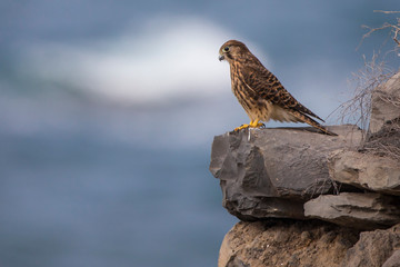 Cernícalo hembra en Tenerife