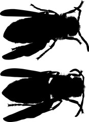 two wasp silhouettes on white