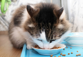 Norwegian Forest Cat eats dry food. Purebred Pet Lunch