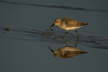 Dunlin / Calidris alpina