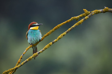 European bee eater, Merops apiaster.