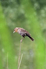 Bird on a Reed