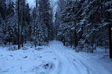 image of wildlife in winter. snow covered trees and shrubs