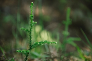 Lycopodiella cernua at Phukradung National Park, Loei.