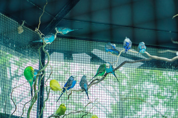 Perroquets colorés dans la cage