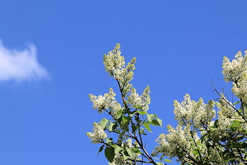 Blooming beautiful lilac in spring