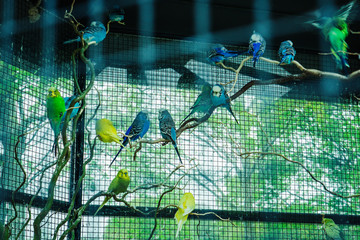 Perroquets colorés dans la cage © HIEUVO
