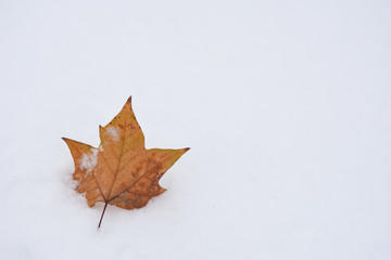Single leaf in snow.  Snow in early winter, leaf on first snow