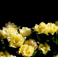 Macro photo of yellow tulips.