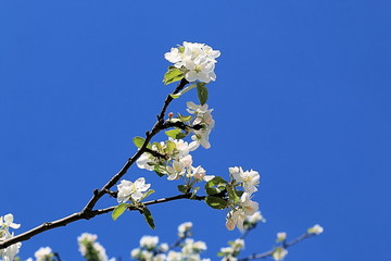Beautiful flowers of apple tree blooming in spring