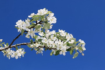 Beautiful flowers of apple tree blooming in spring