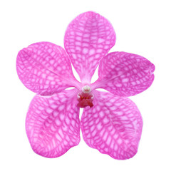 Pink orchid flower isolated on white background