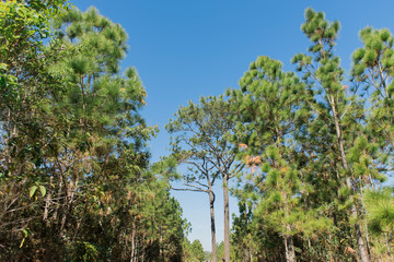 Nature views and sky at Phukradueng National Park