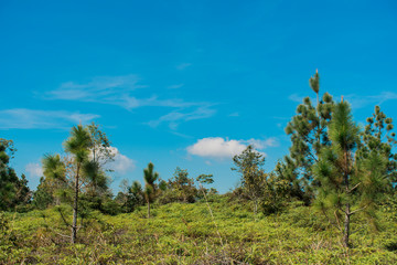 Nature views and sky at Phukradueng National Park, Loei.